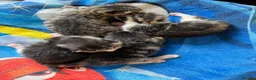 Mixed Breed cats for sale: Beautiful kittens and Mummy - Advert 22
