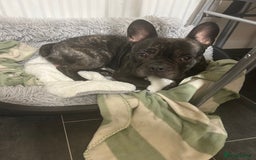 Mixed Breed dogs for sale: 3 year old male Frenchie cross staffy - Image 2
