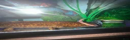 Axolotl reptiles for sale: Full Axolotl set up plus Fluval Tank - Advert 9