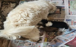 Tibetan Terrier dogs for sale: Fantastic Tibetan terriers - Image 3