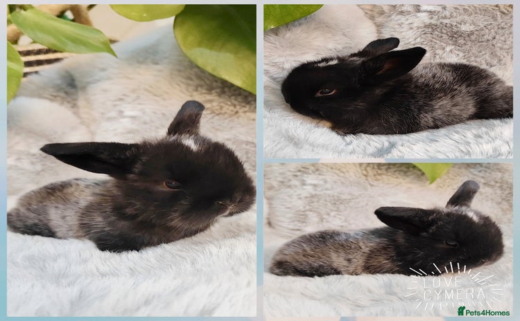 Mini Lop rabbits - Advert 1