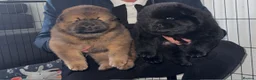 Chow Chow dogs for sale: Exceptional Chow Chow Puppies – Rare & Stunning🐻 - Advert 8