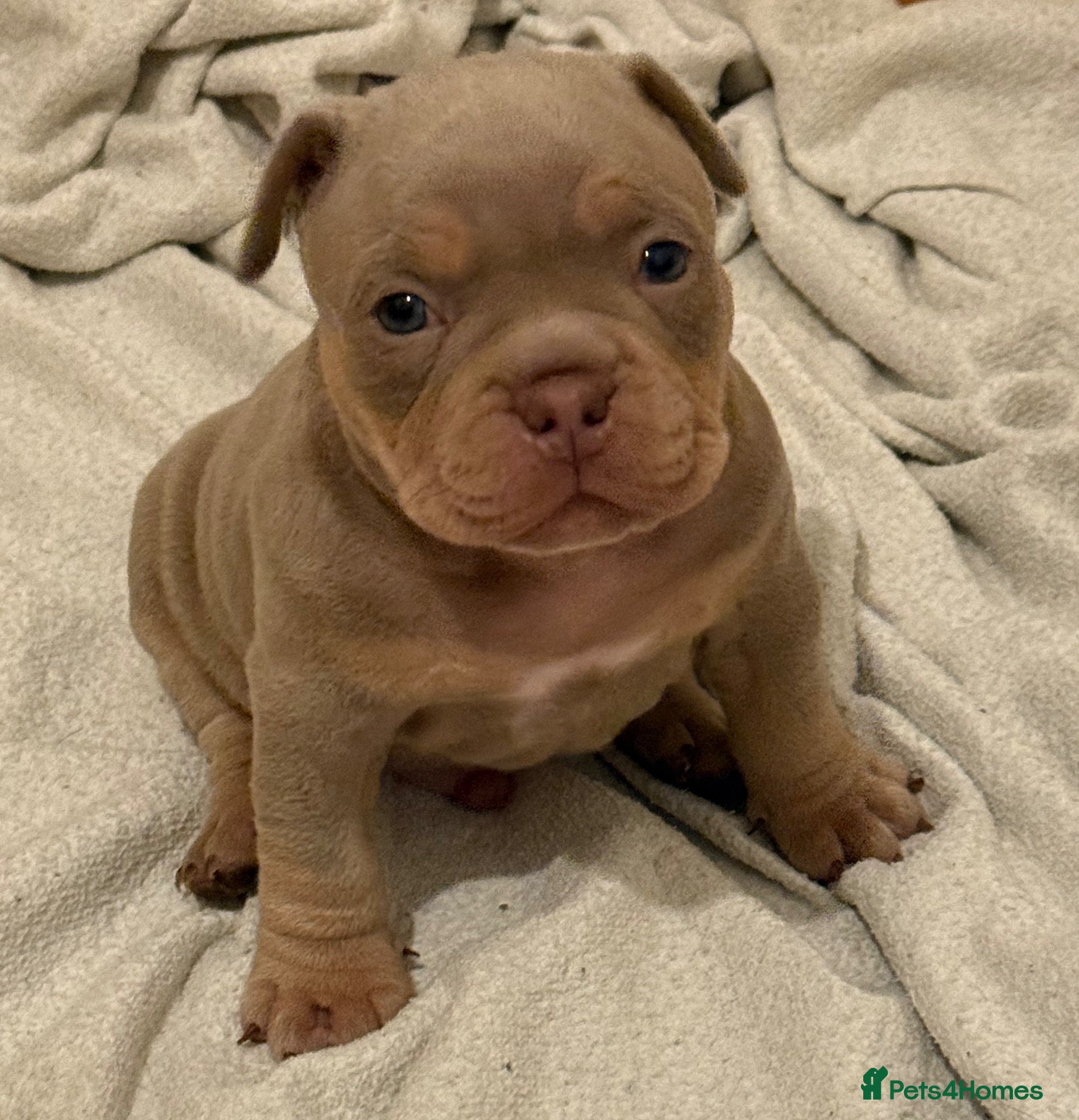 American Bully dogs Micro bullies top quality  - Advert 9