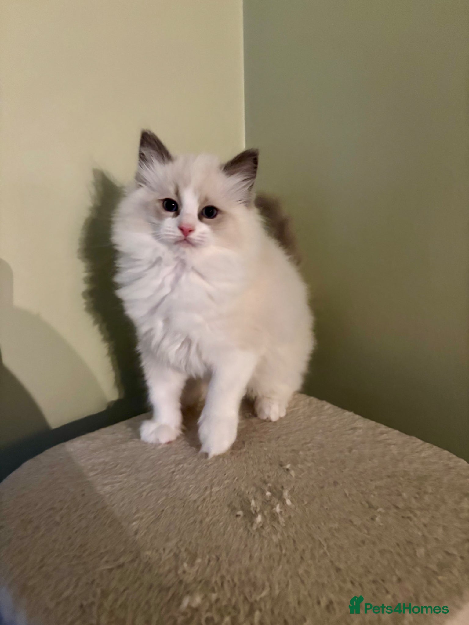 Ragdoll cats PUREBRED RAGDOLL KITTENS *INC VACS & INSURANCE* - Advert 1