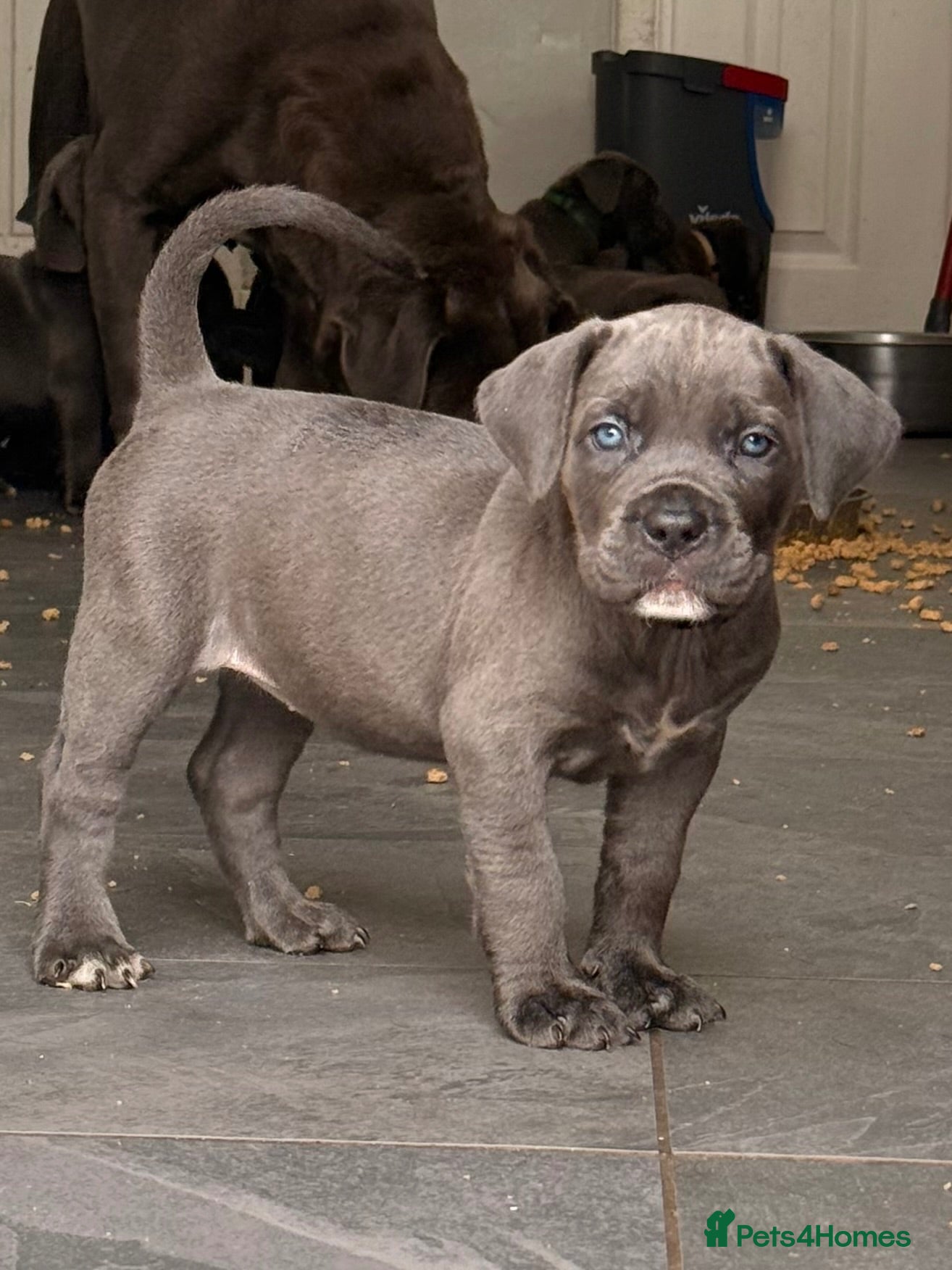 Cane Corso dogs X-Man Bloodline, Pedigree Cane Corso Puppies - Advert 6