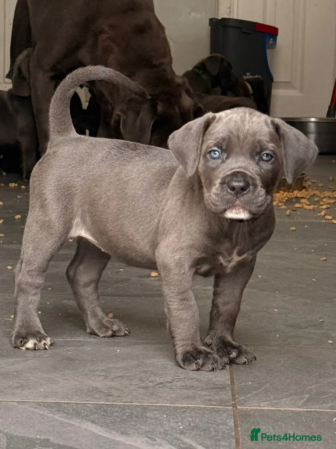 Cane Corso dogs for sale: X-Man Bloodline, Pedigree Cane Corso Puppies - Advert 1