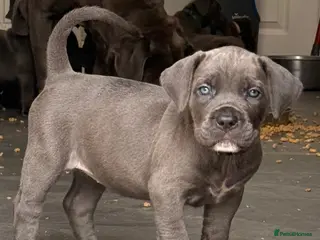 Cane Corso dogs X-Man Bloodline, Pedigree Cane Corso Puppies - Advert 15