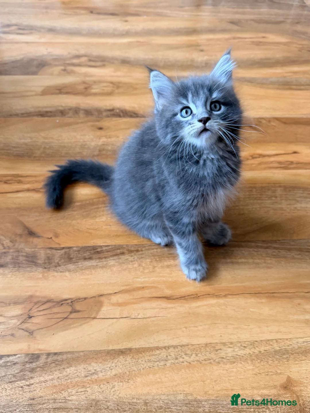 Maine Coon cats for sale: Maine coon kittens - Advert 10