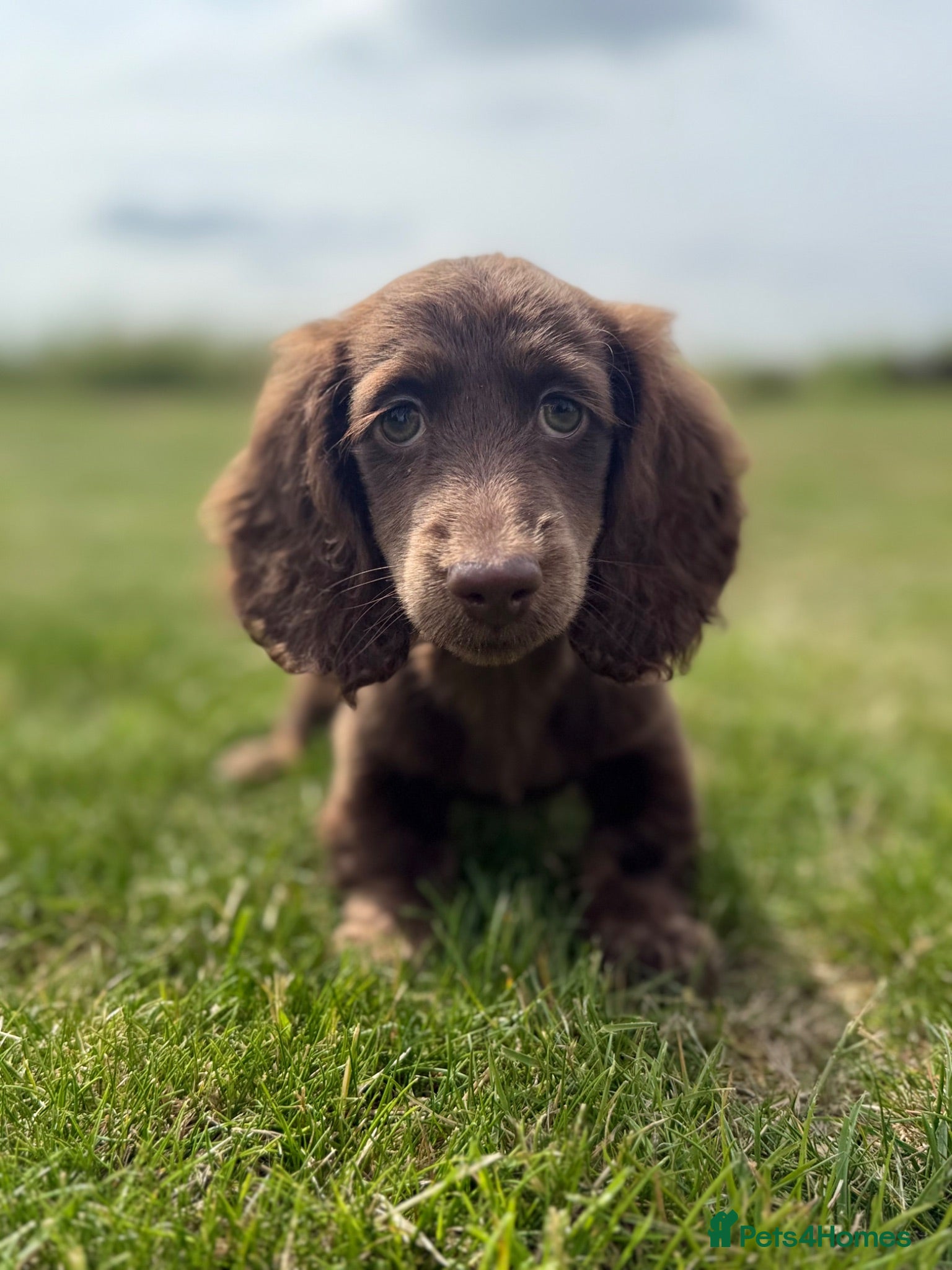 Miniature Dachshund dogs KC Registered Miniature Dachshunds at Westfena  - Advert 2