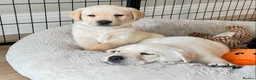 Labrador Retriever dogs for sale: KC Reg Labradors in Rochester - Advert 1