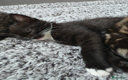 Scottish Fold cats for sale: Scottish Fold cross kitten  - Image 4