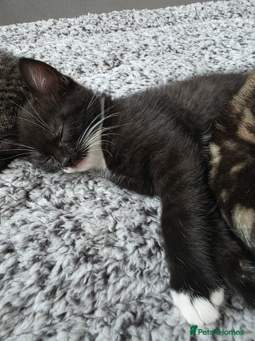 Scottish Fold cats for sale: Scottish Fold cross kitten  - Image 4