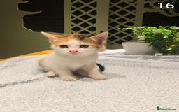Mixed Breed cats for sale: KITTENS! Batch of cuties for sale in Basinsgtoke - Image 25