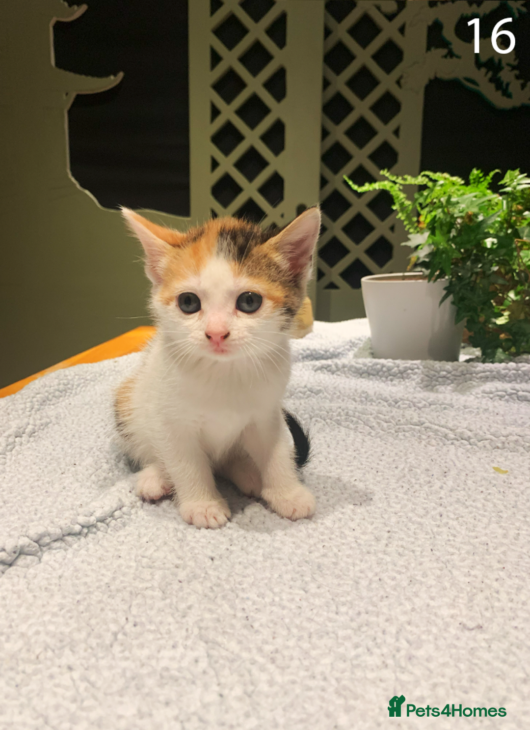 Mixed Breed cats for sale: KITTENS! Batch of cuties for sale in Basinsgtoke - Image 25