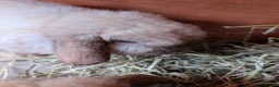 Mini Lop rabbits for sale: Bonded Pair of Mini Lop Males – 9 Months Old - Advert 15