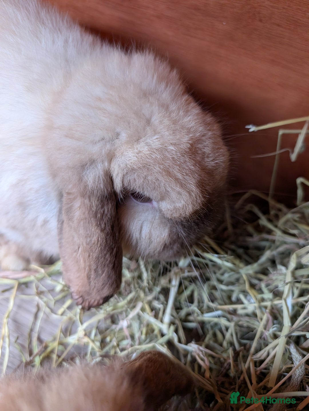 Mini Lop rabbits for sale: Bonded Pair of Mini Lop Males – 9 Months Old - Advert 15
