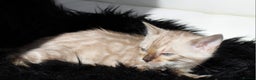 Bengal cats for sale: Stunning bengal kitten - Advert 6