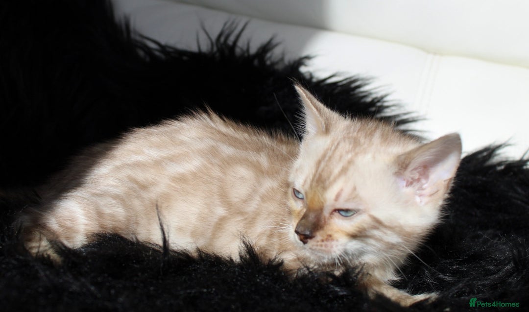 Bengal cats for sale: Stunning bengal kittens - Image 2
