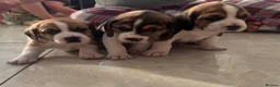 Beagle dogs for sale: Stunning Beagle puppies  - Advert 7