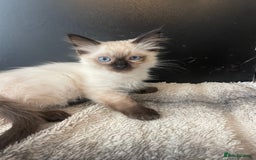 Ragdoll cats for sale: Seal boy needing  a special loving. Home  - Image 6