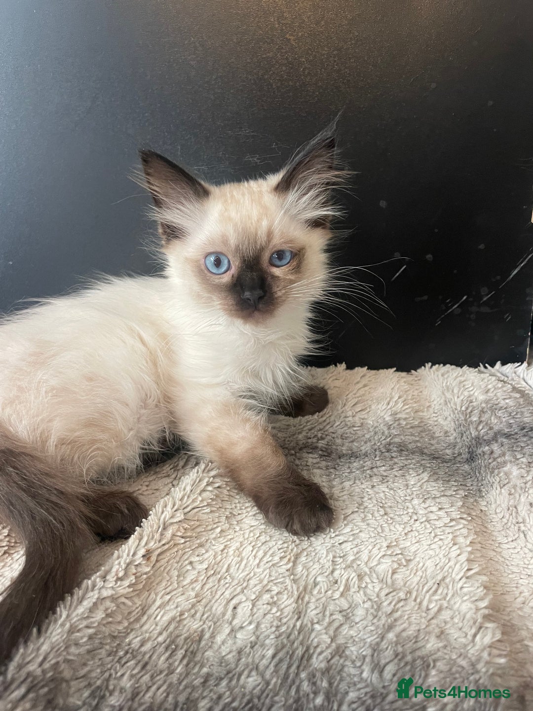 Ragdoll cats for sale: Seal boy needing  a special loving. Home  - Image 6