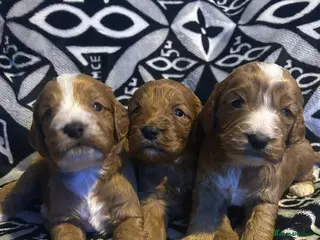 Cockapoo dogs Stunning minature cockapoo puppies - Advert 1