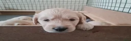 Golden Retriever dogs for sale: Golden Retriever Puppies in Whitstable - Advert 9