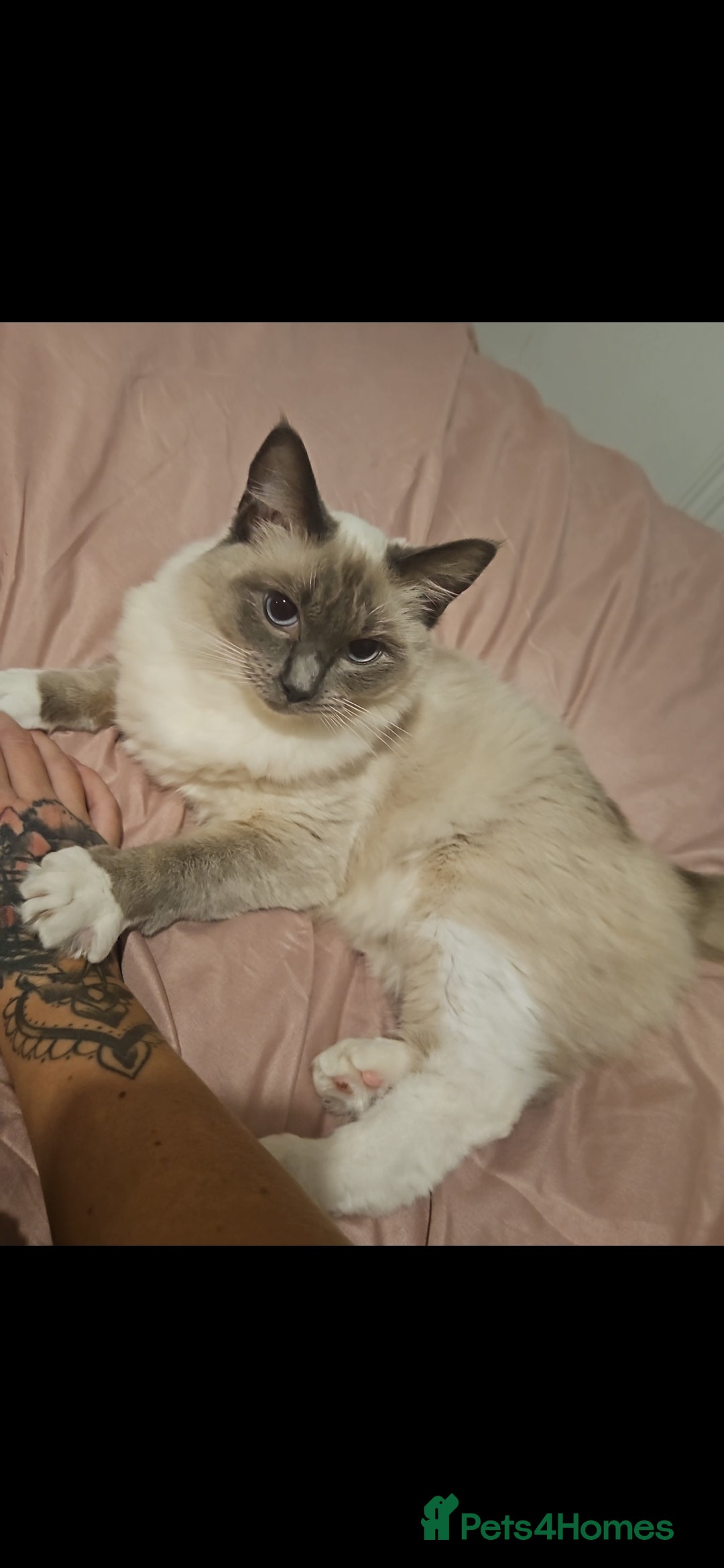 Ragdoll cats for sale: Ragdoll kittens for sale 💞 - Advert 2