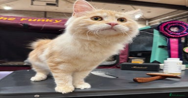 Kurilian Bobtail cats - Advert 2