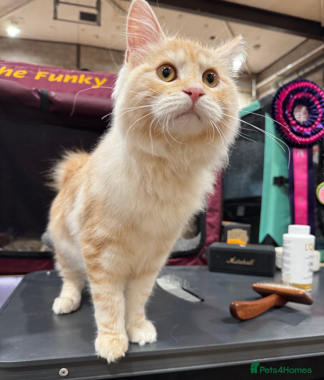 Kurilian Bobtail cats for sale: Cute purebreed Kurilian bobtail kitten available  - Image 3