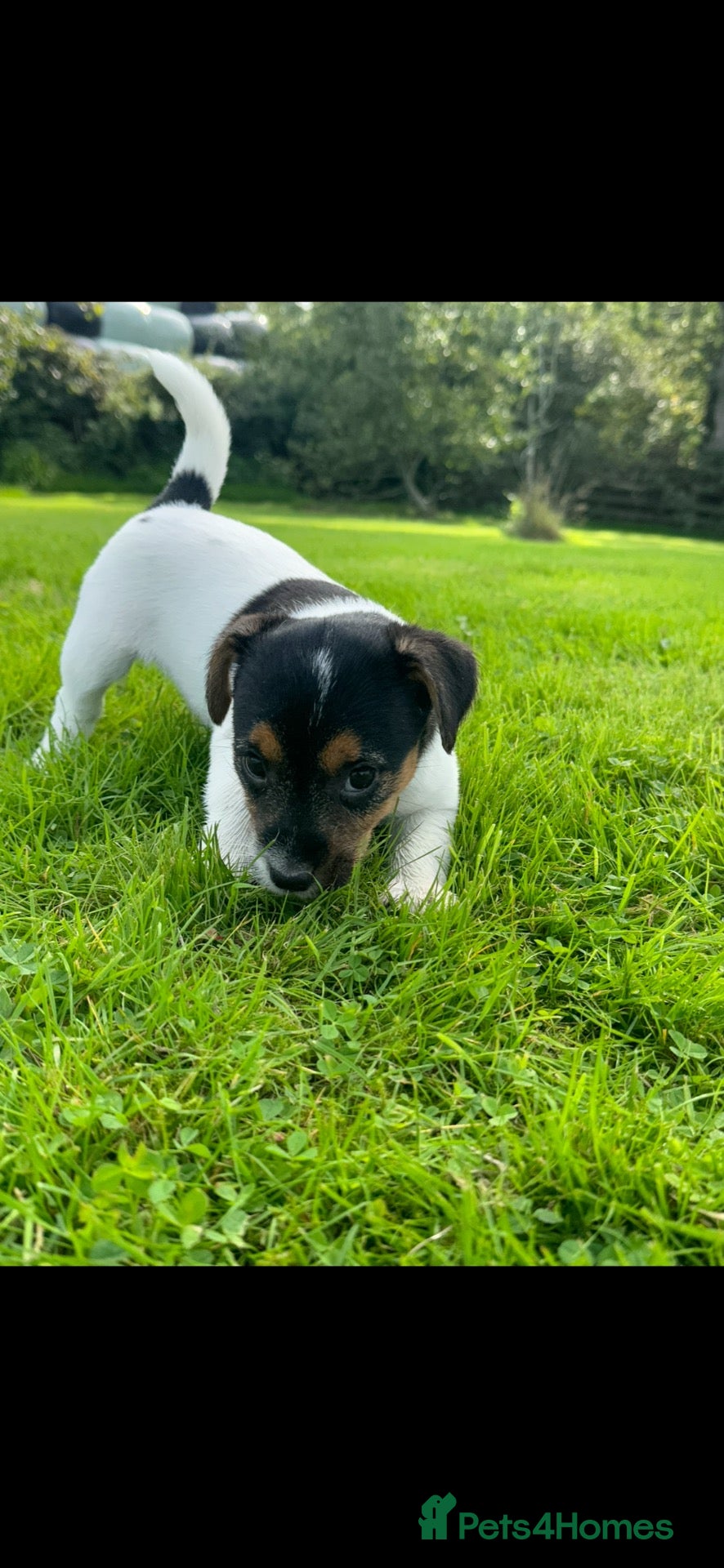 Jack Russell dogs jackrussell - Advert 2