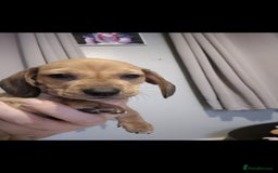 Miniature Dachshund dogs for sale: Male and female miniature dachshund  - Image 2