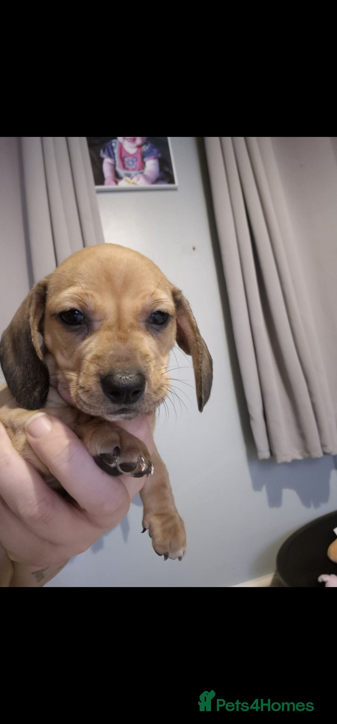 Miniature Dachshund dogs for sale: Male and female miniature dachshund  - Image 2
