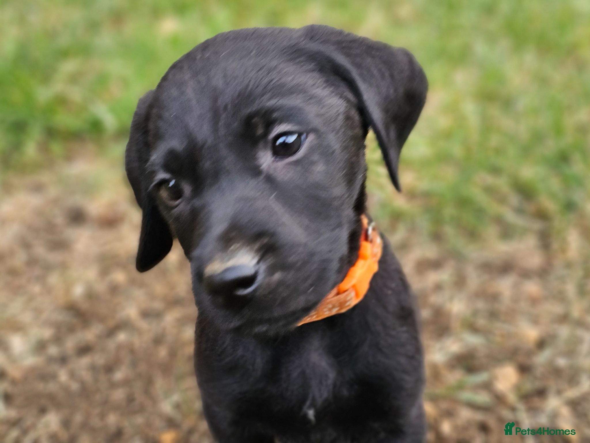 Labrador Retriever dogs Gorgeous Black Labrador Puppies - Advert 4