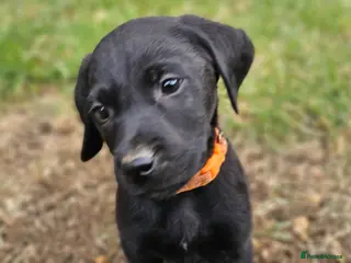 Labrador Retriever dogs Gorgeous Black Labrador Puppies - Advert 1