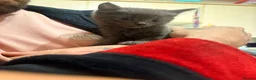 Mixed Breed cats for sale: Three beautiful kittens ready to go.  in Southampton - Advert 9
