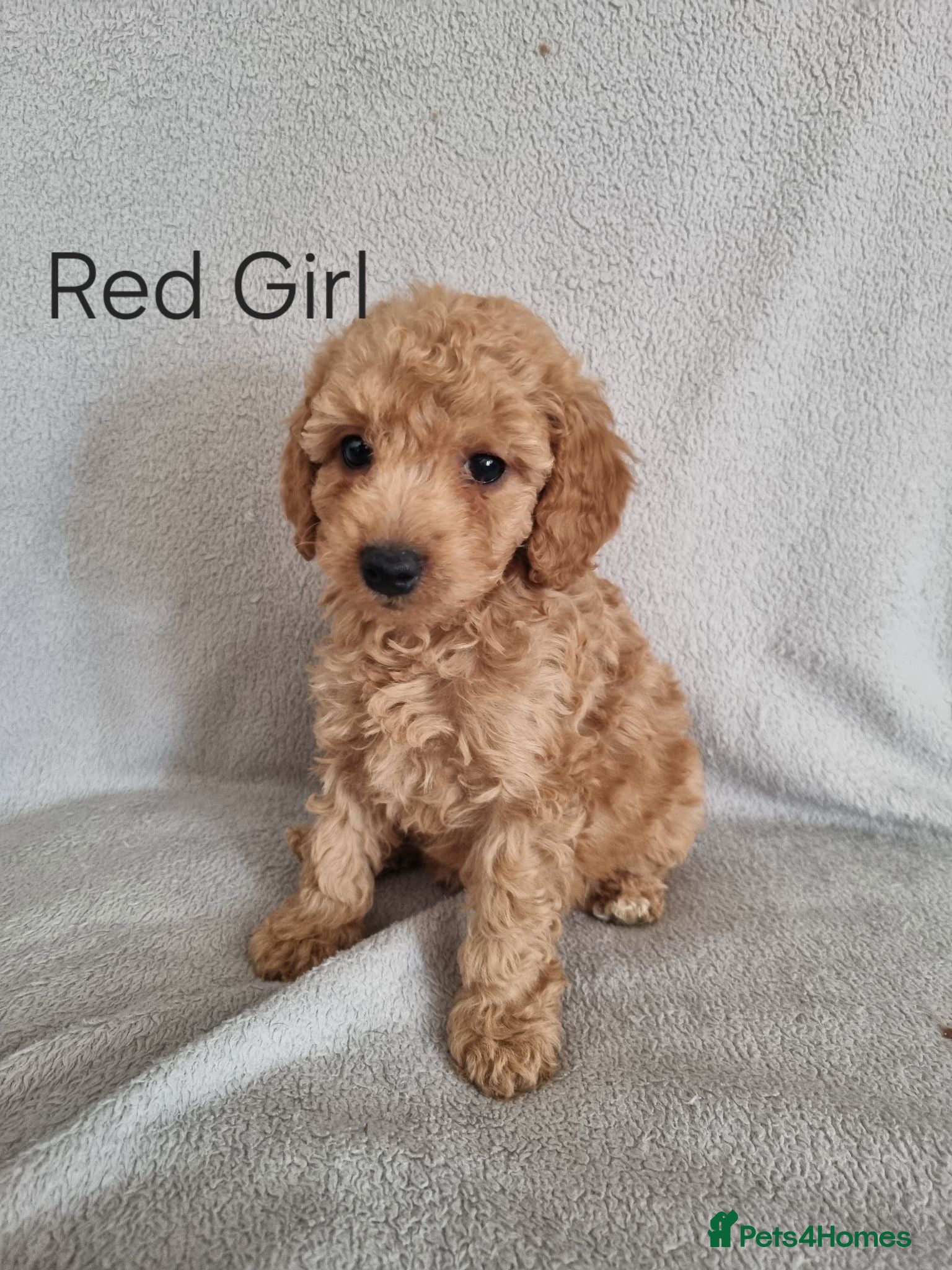 Cavapoo dogs Beautiful litter of Cavapoo puppies - Advert 11