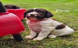 English Springer Spaniel dogs for sale: Springer spaniel pups  - Image 4