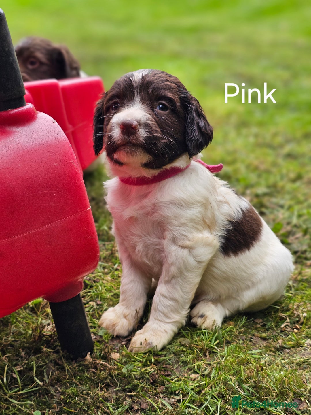 English Springer Spaniel dogs for sale: Springer spaniel pups  - Image 4