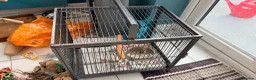 Parrots birds for sale: Krypto the amazing talking african grey in Solihull - Advert 6