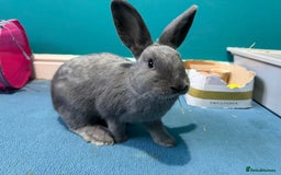 Mixed Breed rabbits for sale: English Angora x Rex Mixed - Advert 3