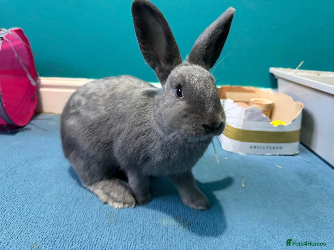 Mixed Breed rabbits for sale: English Angora x Rex Mixed - Advert 3