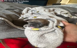 French Bulldog dogs for sale: Adorable French Bulldog Puppies in Barking - Image 12