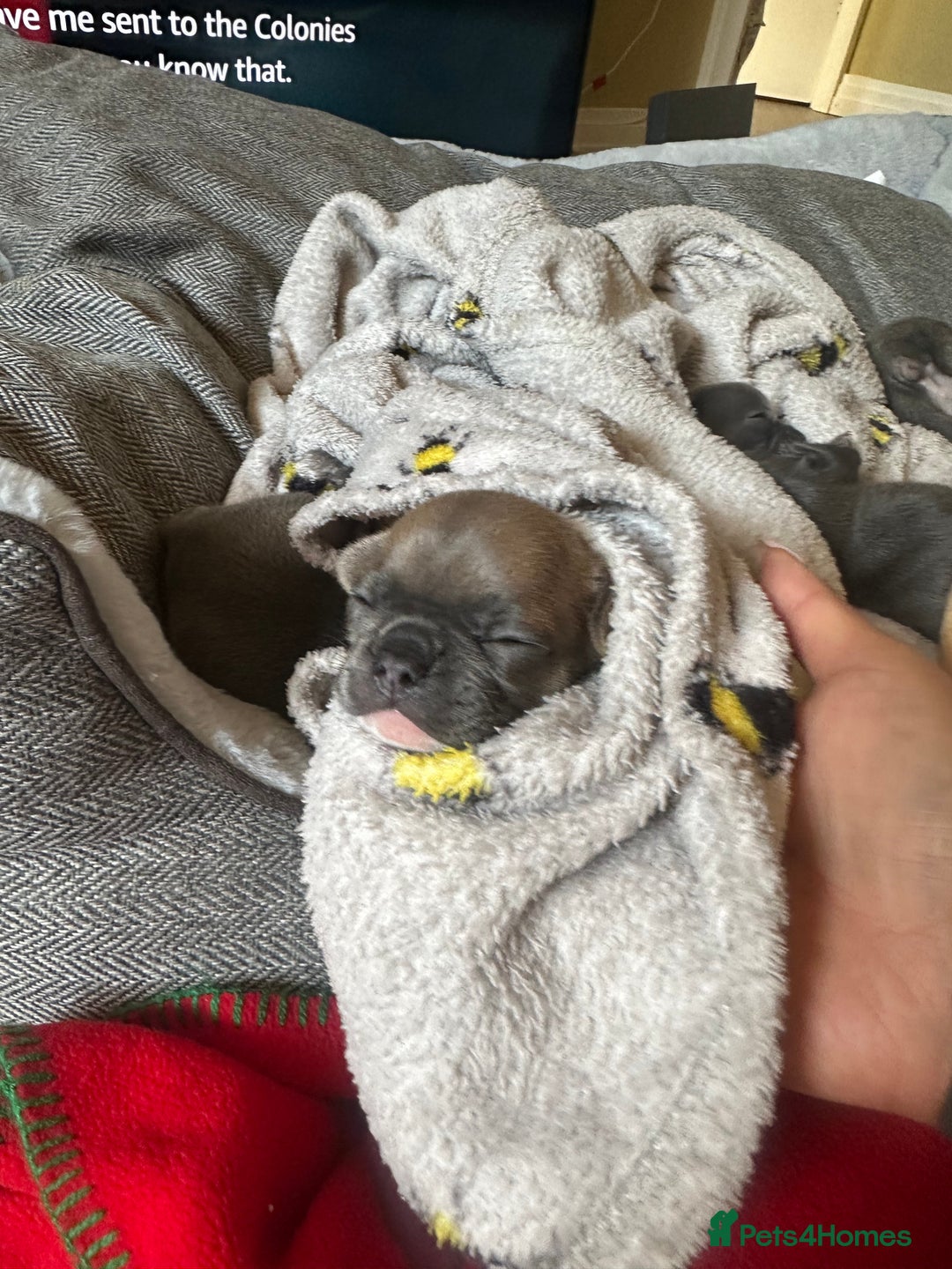 French Bulldog dogs for sale: Adorable French Bulldog Puppies in Barking - Image 12