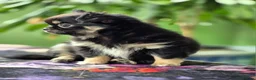 Chihuahua dogs for sale: Amazing Tiny Longcoat Chihuahua Puppies - Advert 36