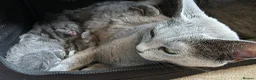 Russian Blue cats for sale: Ready Now TICA full pedigree RUSSIAN BLUE kittens  - Advert 3