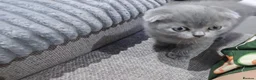 Scottish Fold cats for sale: Scottish Fold - Advert 3