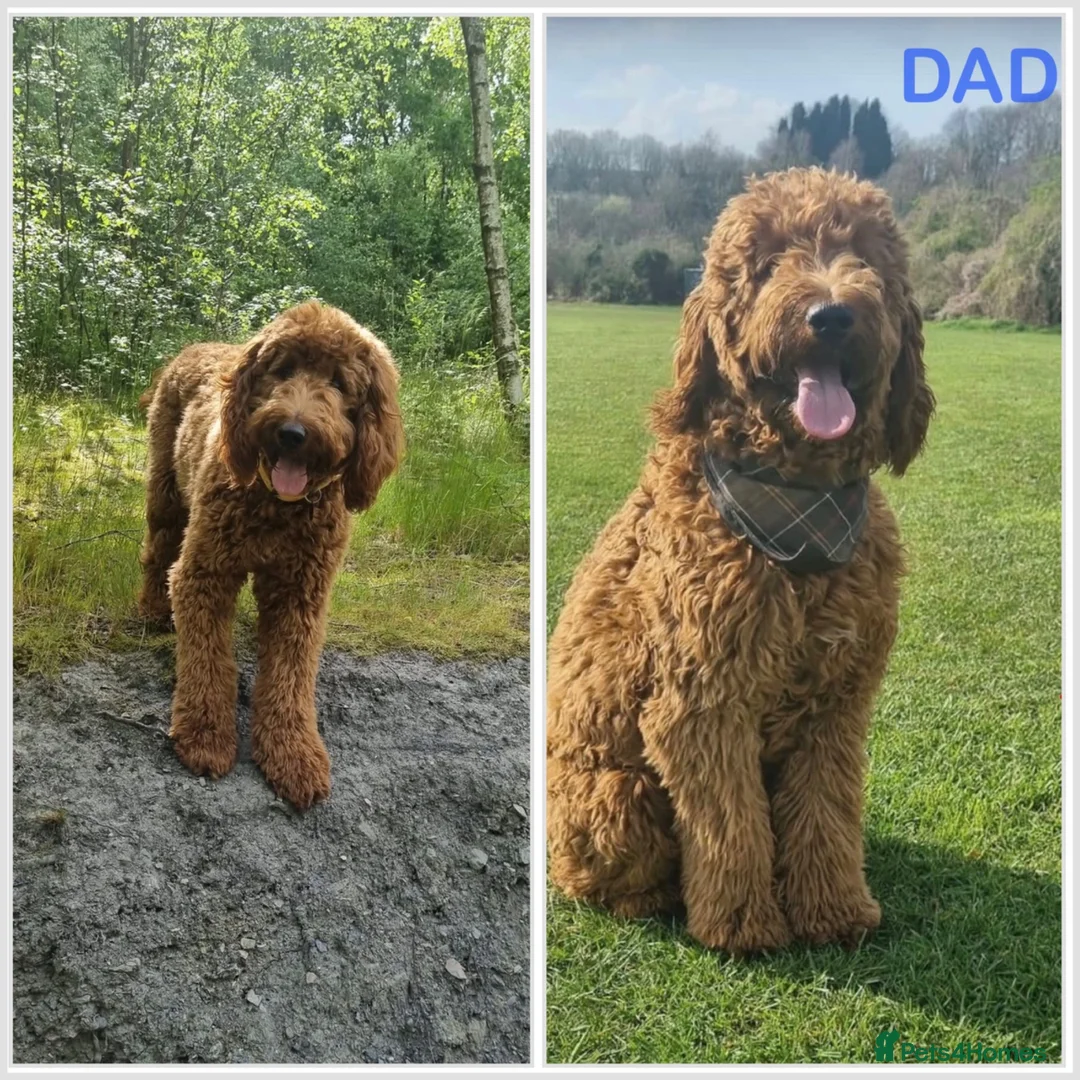 Mixed Breed dogs for sale: Beautiful Multigen Labradoodles  - Advert 8