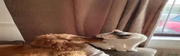 Mixed Breed cats for sale: Affectionate 5 year old female cat in Liverpool - Advert 5