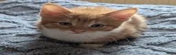 Domestic Shorthair cats for sale: 5 Ginger Kittens - Advert 17